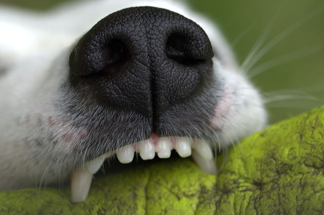 犬しつけ 噛む 甘噛みを止める方法とは 噛み癖の理由や子犬の心理 自分でできる犬のしつけ