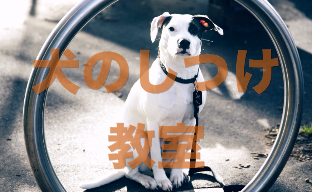 犬のしつけ教室 姫路市エリア 一覧 値段や内容はこちら 自分でできる犬のしつけ