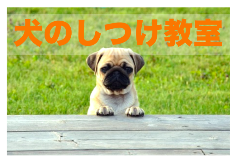 犬のしつけ教室【吹田市エリア】一覧｜値段や内容はこちら 自分でできる犬のしつけ